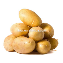 holland potato seeds for sale